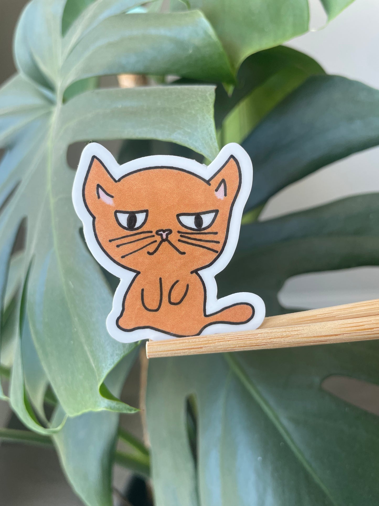 Grumpy Stewie Cat